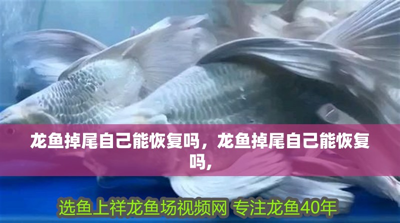 龍魚掉尾自己能恢復(fù)嗎，龍魚掉尾自己能恢復(fù)嗎,
