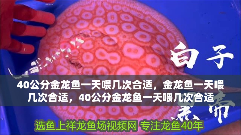 40公分金龍魚一天喂幾次合適，金龍魚一天喂幾次合適，40公分金龍魚一天喂幾次合適