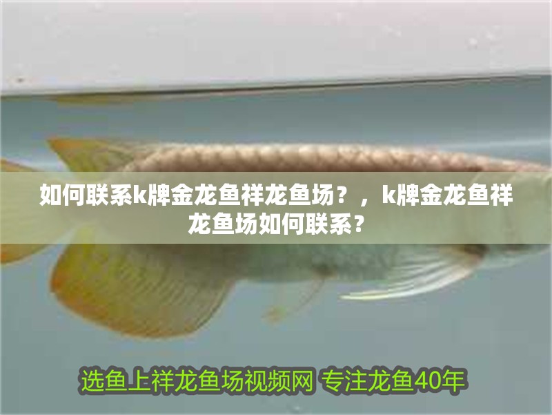 如何聯系k牌金龍魚祥龍魚場？，k牌金龍魚祥龍魚場如何聯系？ 如何聯系k牌金龍魚祥龍魚場？，k牌金龍魚祥龍魚場如何聯系？ 龍魚百科