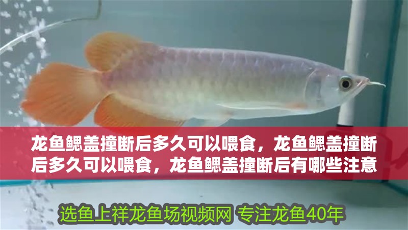 我的虎魚真菌感染了要怎么處理 龍魚鰓蓋撞斷后多久可以喂食,龍魚鰓蓋撞斷后多久可以喂食,龍魚鰓蓋撞斷后有哪些注意事項? 龍魚百科 龍魚鰓蓋撞斷后多久可以喂食,龍魚鰓蓋撞斷后多久可以喂食,龍魚鰓蓋撞斷后有哪些注意事項? 龍魚鰓蓋撞斷后多久可以喂食,龍魚鰓蓋撞斷后多久可以喂食,龍魚鰓蓋撞斷后有哪些注意事項? 龍魚百科
