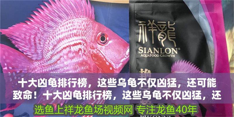 十大兇龜排行榜，這些烏龜不僅兇猛，還可能致命！十大兇龜排行榜，這些烏龜不僅兇猛，還可能致命！