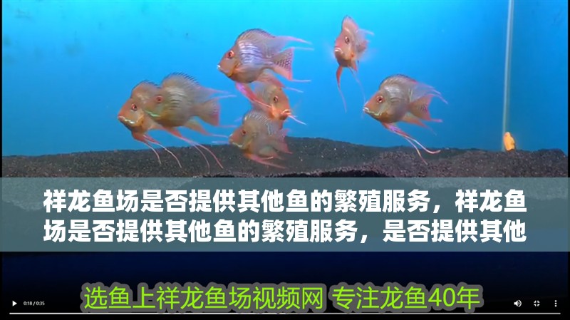 祥龍魚場(chǎng)是否提供其他魚的繁殖服務(wù)，祥龍魚場(chǎng)是否提供其他魚的繁殖服務(wù)，是否提供其他魚的繁殖服務(wù)