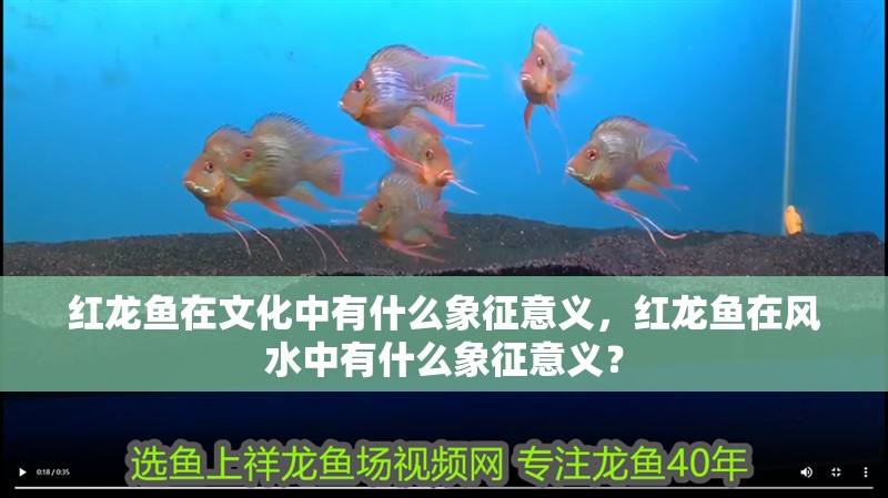 紅龍魚在文化中有什么象征意義，紅龍魚在風水中有什么象征意義？