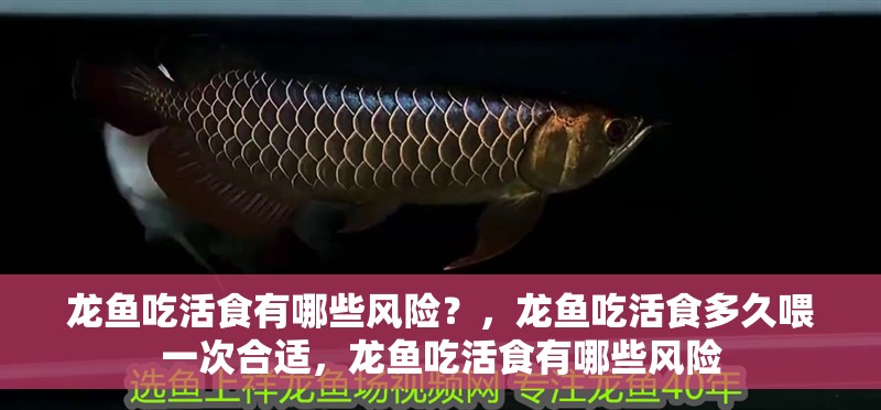 龍魚吃活食有哪些風險？，龍魚吃活食多久喂一次合適，龍魚吃活食有哪些風險