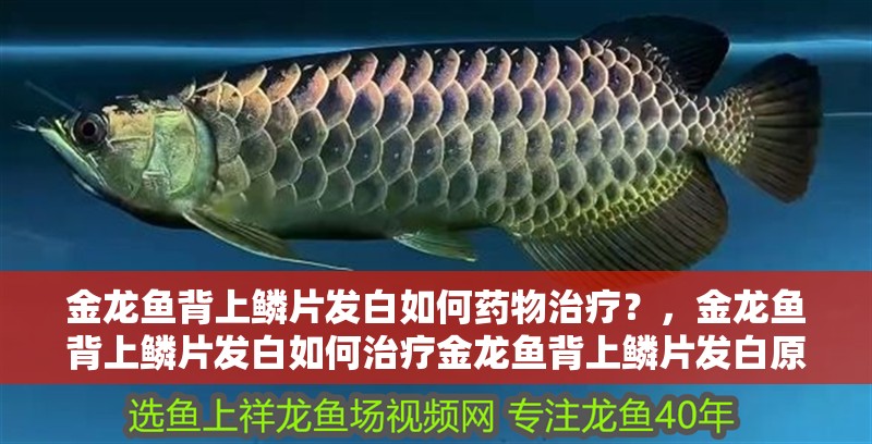 金龍魚背上鱗片發(fā)白如何藥物治療？，金龍魚背上鱗片發(fā)白如何治療金龍魚背上鱗片發(fā)白原因