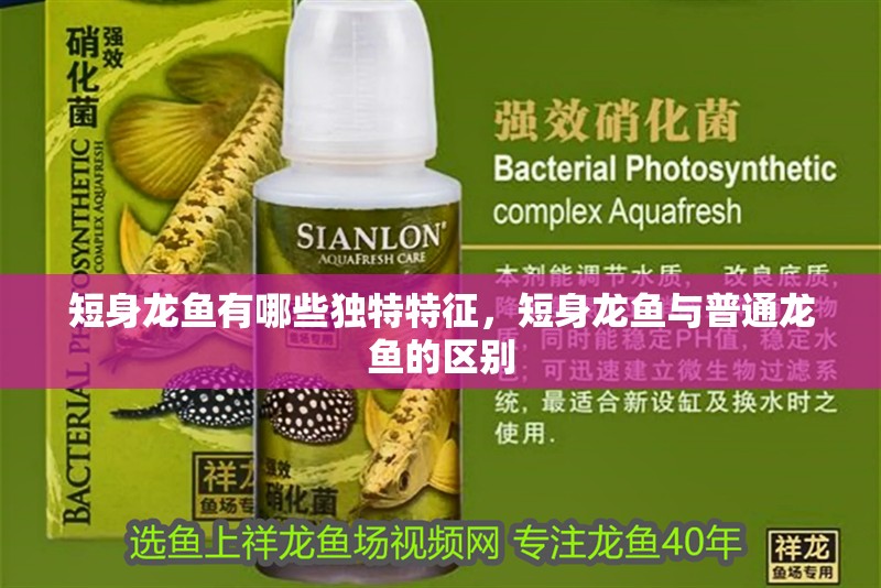 短身龍魚有哪些獨特特征，短身龍魚與普通龍魚的區別
