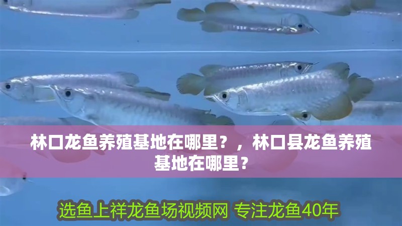 林口龍魚養殖基地在哪里？，林口縣龍魚養殖基地在哪里？