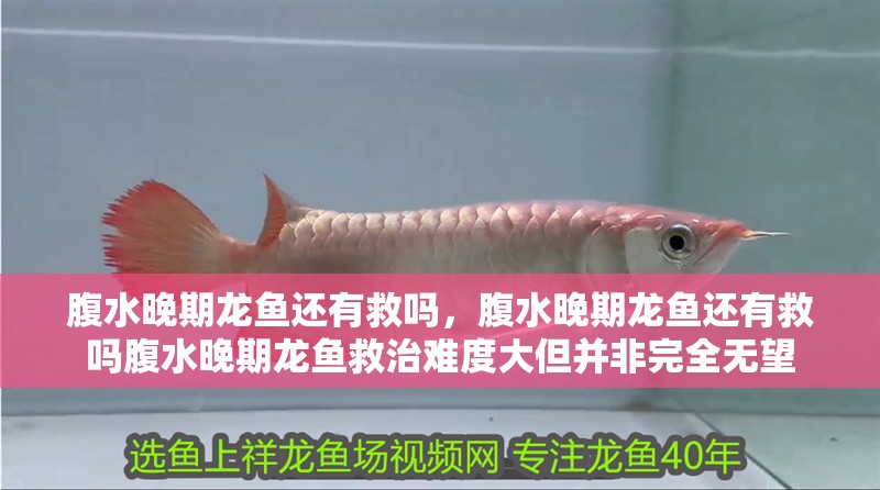 腹水晚期龍魚還有救嗎，腹水晚期龍魚還有救嗎腹水晚期龍魚救治難度大但并非完全無望
