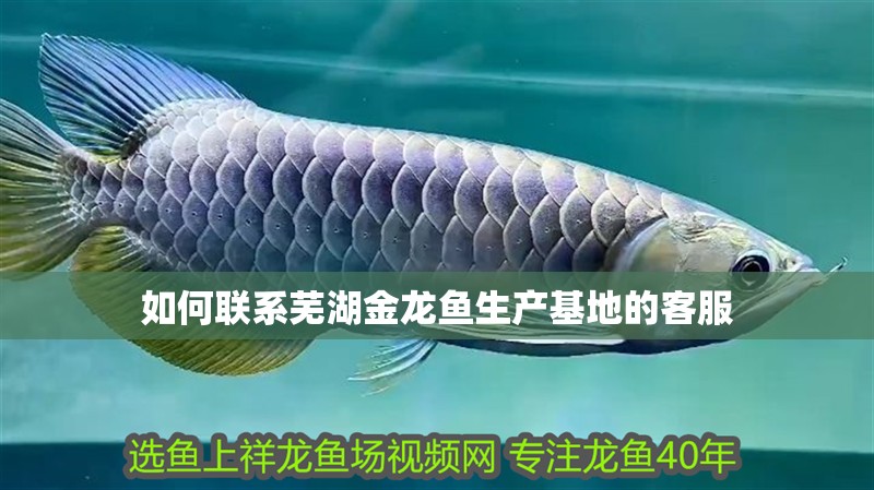如何聯系蕪湖金龍魚生產基地的客服