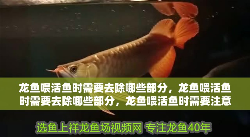 龍魚喂活魚時需要去除哪些部分，龍魚喂活魚時需要去除哪些部分，龍魚喂活魚時需要注意哪些部分