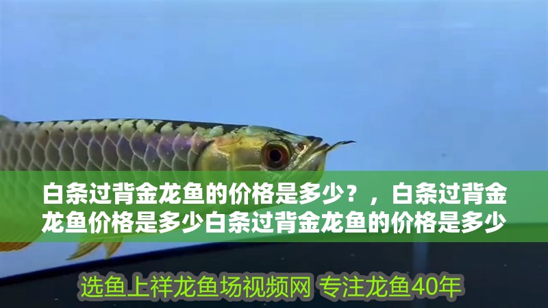 白條過背金龍魚的價格是多少？，白條過背金龍魚價格是多少白條過背金龍魚的價格是多少