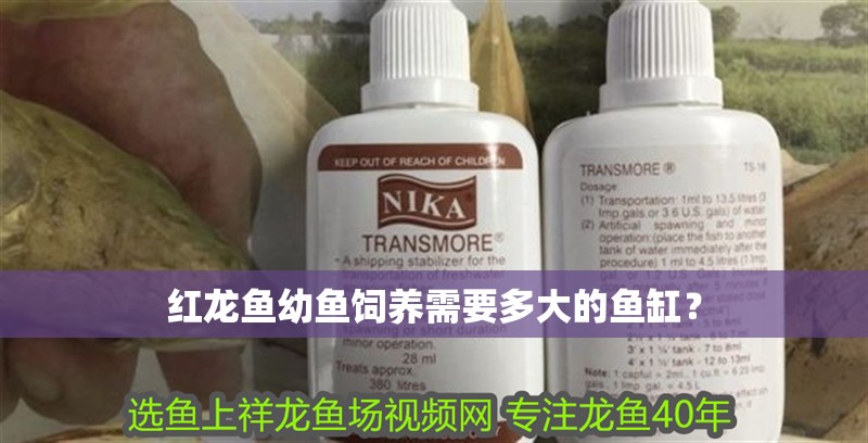 紅龍魚(yú)幼魚(yú)飼養(yǎng)需要多大的魚(yú)缸？