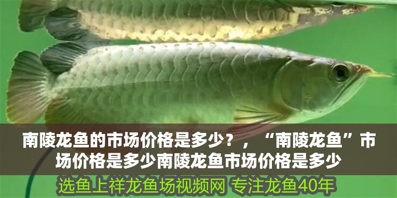 南陵龍魚的市場價格是多少？，“南陵龍魚”市場價格是多少南陵龍魚市場價格是多少