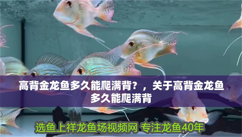 高背金龍魚多久能爬滿背？，關于高背金龍魚多久能爬滿背