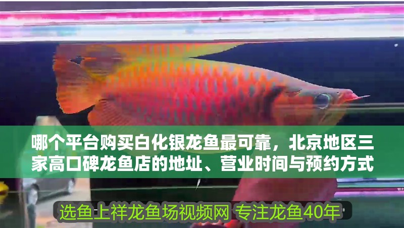 哪個(gè)平臺(tái)購(gòu)買白化銀龍魚(yú)最可靠，北京地區(qū)三家高口碑龍魚(yú)店的地址、營(yíng)業(yè)時(shí)間與預(yù)約方式？
