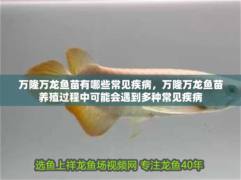 萬隆萬龍魚苗有哪些常見疾病，萬隆萬龍魚苗養殖過程中可能會遇到多種常見疾病 萬隆萬龍魚苗有哪些常見疾病，萬隆萬龍魚苗養殖過程中可能會遇到多種常見疾病 龍魚百科