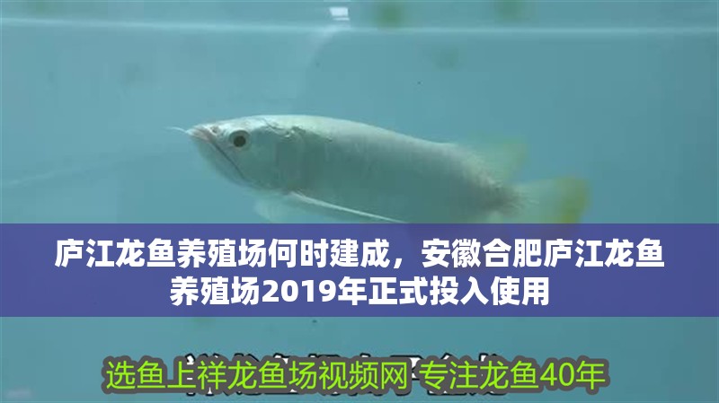 廬江龍魚養(yǎng)殖場何時建成，安徽合肥廬江龍魚養(yǎng)殖場2019年正式投入使用