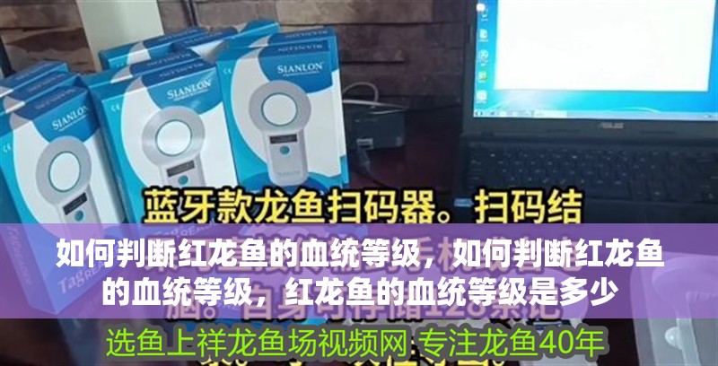 如何判斷紅龍魚的血統(tǒng)等級，如何判斷紅龍魚的血統(tǒng)等級，紅龍魚的血統(tǒng)等級是多少 如何判斷紅龍魚的血統(tǒng)等級，如何判斷紅龍魚的血統(tǒng)等級，紅龍魚的血統(tǒng)等級是多少 龍魚百科