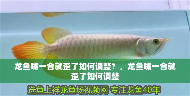 龍魚怕什么 龍魚嘴一合就歪了如何調(diào)整?,龍魚嘴一合就歪了如何調(diào)整 龍魚百科 龍魚嘴一合就歪了如何調(diào)整?,龍魚嘴一合就歪了如何調(diào)整 龍魚嘴一合就歪了如何調(diào)整?,龍魚嘴一合就歪了如何調(diào)整 龍魚百科