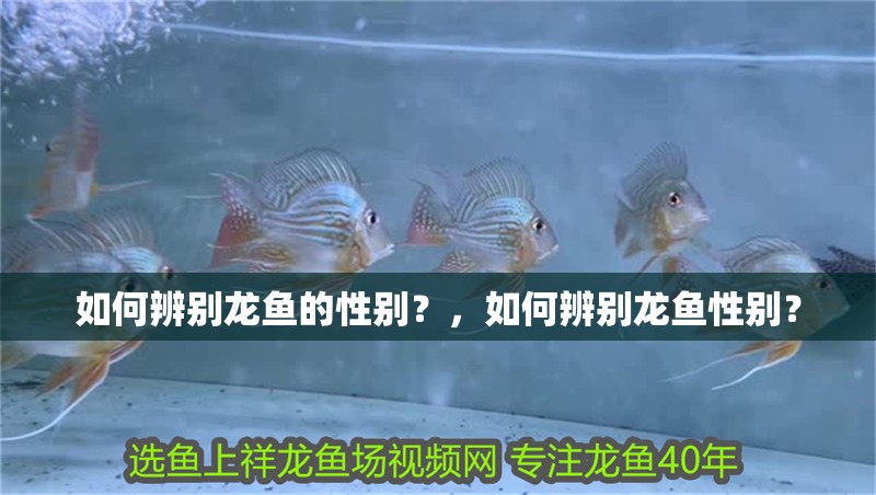 如何辨別龍魚的性別？，如何辨別龍魚性別？ 如何辨別龍魚的性別？，如何辨別龍魚性別？ 龍魚百科