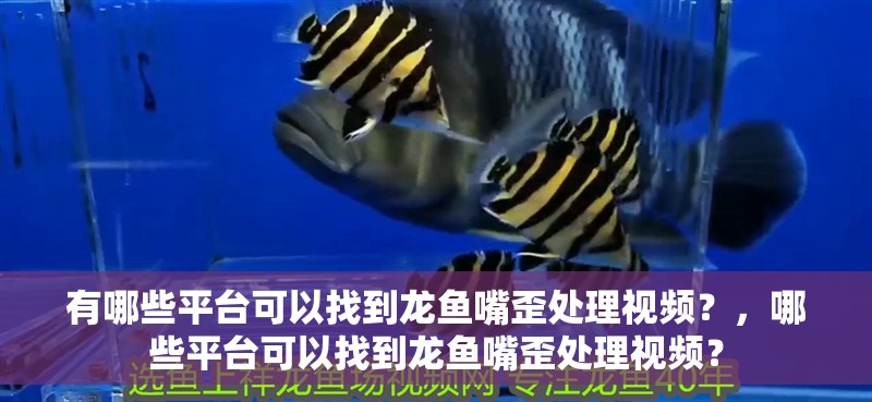 有哪些平臺(tái)可以找到龍魚嘴歪處理視頻？，哪些平臺(tái)可以找到龍魚嘴歪處理視頻？ 有哪些平臺(tái)可以找到龍魚嘴歪處理視頻？，哪些平臺(tái)可以找到龍魚嘴歪處理視頻？ 龍魚百科