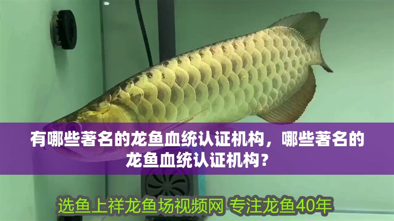 魚缸過濾器選購指南:自制魚缸過濾器魚缸上置過濾器對于養魚愛好者的必備知識 有哪些著名的龍魚血統認證機構,哪些著名的龍魚血統認證機構? 龍魚百科 有哪些著名的龍魚血統認證機構,哪些著名的龍魚血統認證機構? 有哪些著名的龍魚血統認證機構,哪些著名的龍魚血統認證機構? 龍魚百科