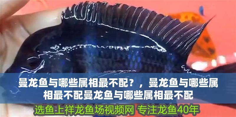 曼龍魚與哪些屬相最不配？，曼龍魚與哪些屬相最不配曼龍魚與哪些屬相最不配 曼龍魚與哪些屬相最不配？，曼龍魚與哪些屬相最不配曼龍魚與哪些屬相最不配 龍魚百科