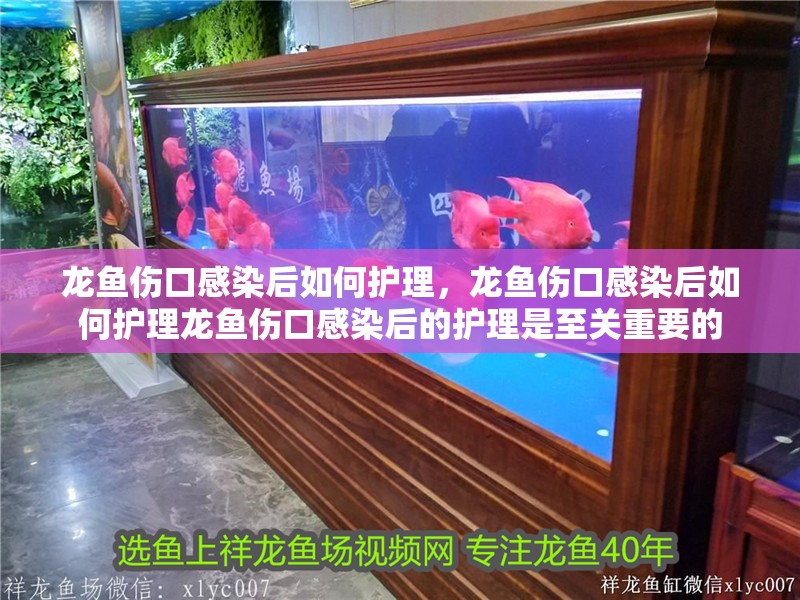 龍魚傷口感染后如何護理，龍魚傷口感染后如何護理龍魚傷口感染后的護理是至關重要的 龍魚傷口感染后如何護理，龍魚傷口感染后如何護理龍魚傷口感染后的護理是至關重要的 龍魚百科