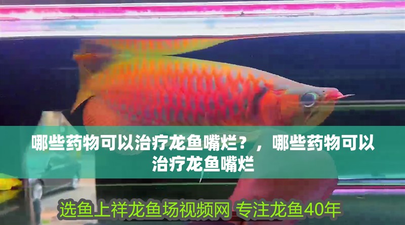 給大魚缸換水的作文:體驗給大魚缸換水的樂趣:體驗給大魚缸換水:給大魚缸換水的作文 哪些藥物可以治療龍魚嘴爛?,哪些藥物可以治療龍魚嘴爛 龍魚百科 哪些藥物可以治療龍魚嘴爛?,哪些藥物可以治療龍魚嘴爛 哪些藥物可以治療龍魚嘴爛?,哪些藥物可以治療龍魚嘴爛 龍魚百科
