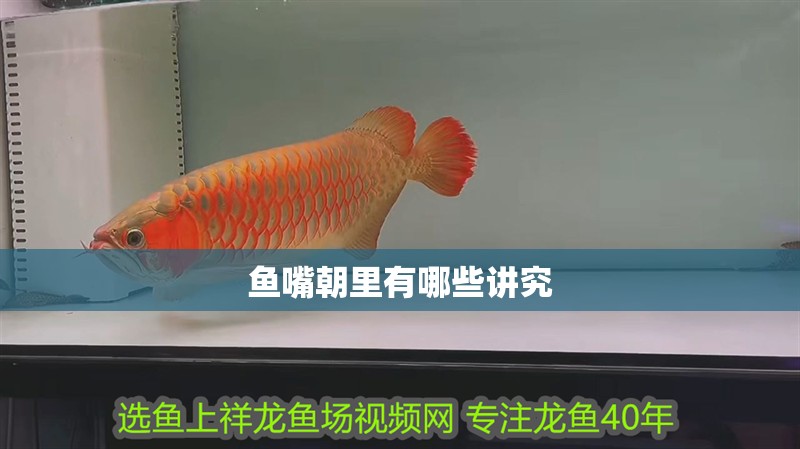 魚缸過濾器選購指南:自制魚缸過濾器魚缸上置過濾器對于養魚愛好者的必備知識 魚嘴朝里有哪些講究 龍魚百科 魚嘴朝里有哪些講究 魚嘴朝里有哪些講究 龍魚百科