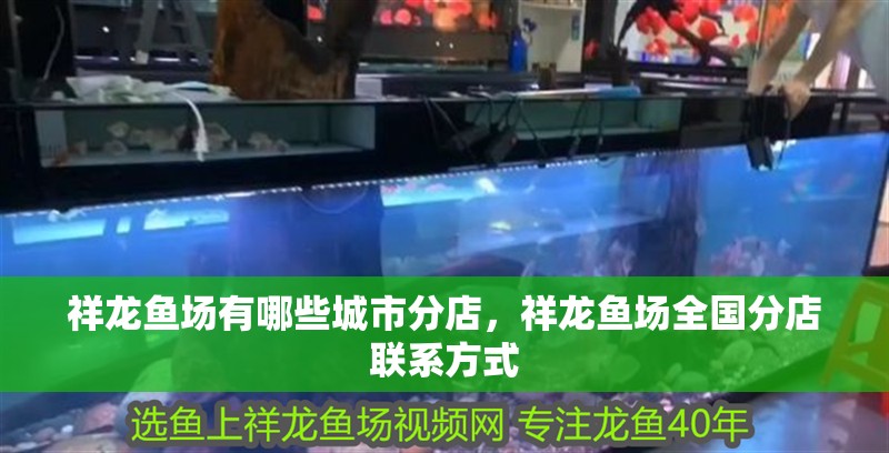 龍魚干蝦有營養(yǎng)嗎 祥龍魚場有哪些城市分店,祥龍魚場全國分店聯(lián)系方式 龍魚百科 祥龍魚場有哪些城市分店,祥龍魚場全國分店聯(lián)系方式 祥龍魚場有哪些城市分店,祥龍魚場全國分店聯(lián)系方式 龍魚百科