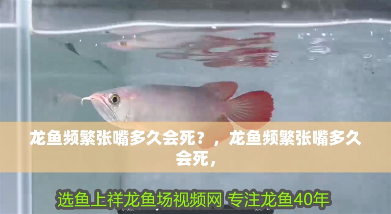 龍魚頻繁張嘴多久會死？，龍魚頻繁張嘴多久會死， 龍魚頻繁張嘴多久會死？，龍魚頻繁張嘴多久會死， 龍魚百科