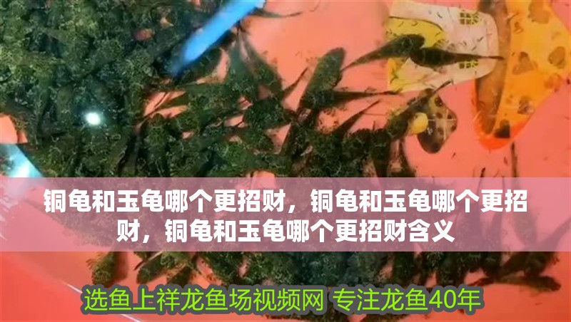 銅龜和玉龜哪個更招財，銅龜和玉龜哪個更招財，銅龜和玉龜哪個更招財含義 銅龜和玉龜哪個更招財，銅龜和玉龜哪個更招財，銅龜和玉龜哪個更招財含義 龍魚百科