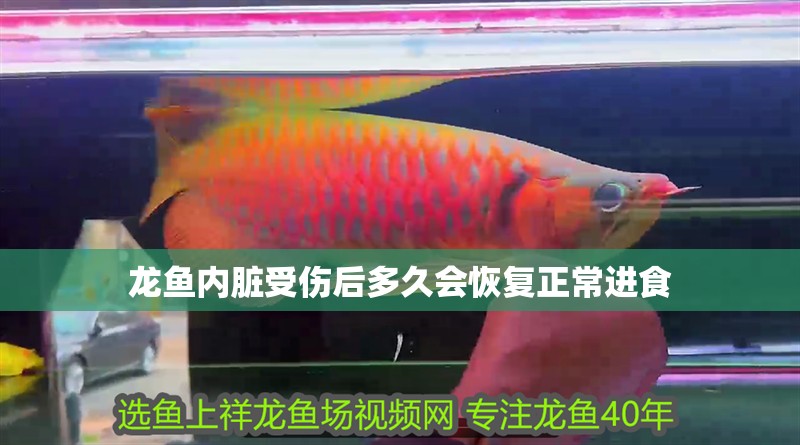 龍魚干蝦有營養嗎 龍魚內臟受傷后多久會恢復正常進食 龍魚百科 龍魚內臟受傷后多久會恢復正常進食 龍魚內臟受傷后多久會恢復正常進食 龍魚百科