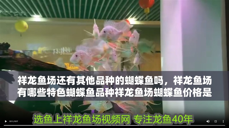 祥龍魚場還有其他品種的蝴蝶魚嗎，祥龍魚場有哪些特色蝴蝶魚品種祥龍魚場蝴蝶魚價格是多少 祥龍魚場還有其他品種的蝴蝶魚嗎，祥龍魚場有哪些特色蝴蝶魚品種祥龍魚場蝴蝶魚價格是多少 龍魚百科