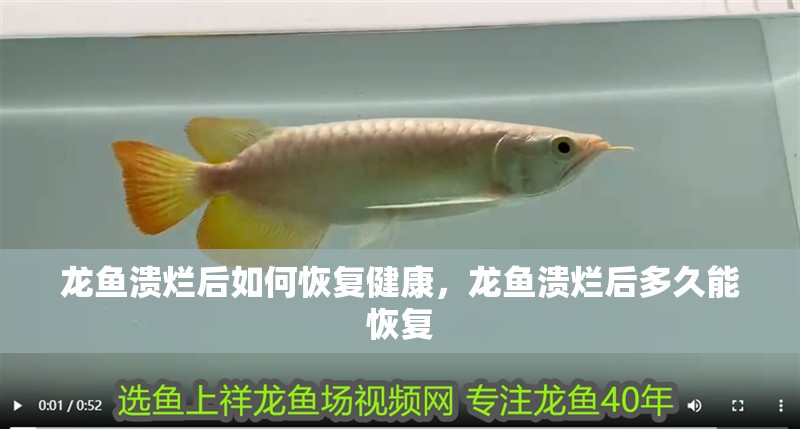 龍魚潰爛后如何恢復健康，龍魚潰爛后多久能恢復 龍魚潰爛后如何恢復健康，龍魚潰爛后多久能恢復 龍魚百科