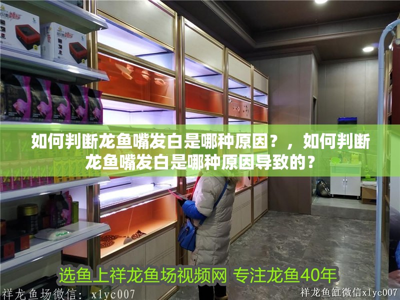 如何判斷龍魚嘴發白是哪種原因？，如何判斷龍魚嘴發白是哪種原因導致的？ 如何判斷龍魚嘴發白是哪種原因？，如何判斷龍魚嘴發白是哪種原因導致的？ 龍魚百科