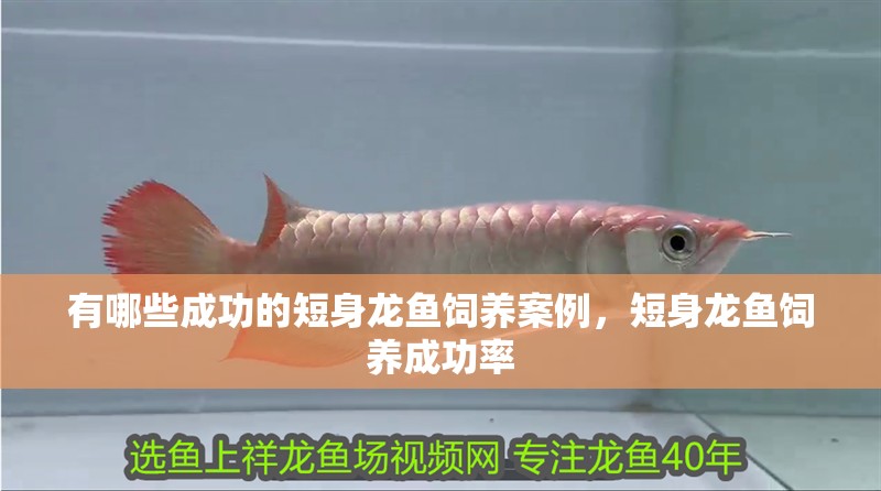 我的虎魚真菌感染了要怎么處理 有哪些成功的短身龍魚飼養案例,短身龍魚飼養成功率 龍魚百科 有哪些成功的短身龍魚飼養案例,短身龍魚飼養成功率 有哪些成功的短身龍魚飼養案例,短身龍魚飼養成功率 龍魚百科