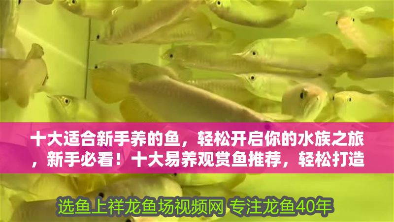 十大適合新手養(yǎng)的魚，輕松開啟你的水族之旅，新手必看！十大易養(yǎng)觀賞魚推薦，輕松打造你的第一缸