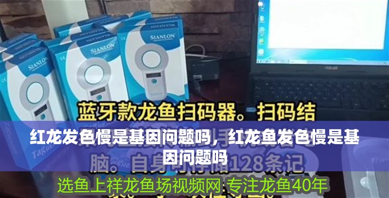 紅龍發(fā)色慢是基因問題嗎，紅龍魚發(fā)色慢是基因問題嗎 紅龍發(fā)色慢是基因問題嗎，紅龍魚發(fā)色慢是基因問題嗎 龍魚百科