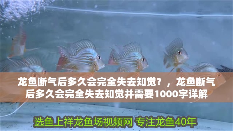 龍魚斷氣后多久會完全失去知覺？，龍魚斷氣后多久會完全失去知覺并需要1000字詳解 龍魚斷氣后多久會完全失去知覺？，龍魚斷氣后多久會完全失去知覺并需要1000字詳解 龍魚百科