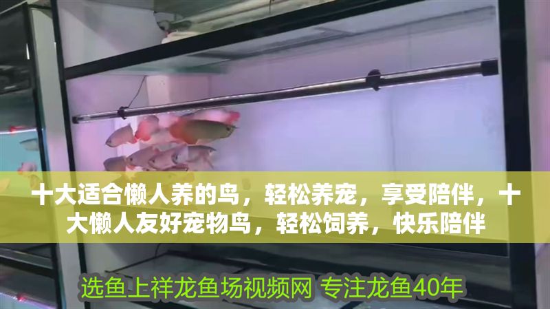 十大適合懶人養的鳥，輕松養寵，享受陪伴，十大懶人友好寵物鳥，輕松飼養，快樂陪伴