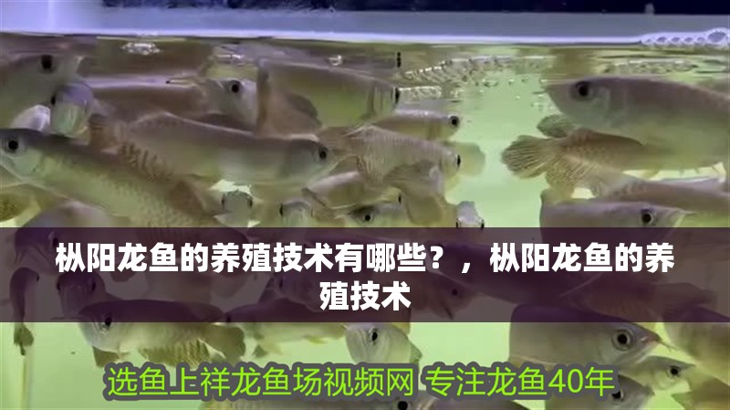 魚缸用增氧泵價格是多少:魚缸增氧機-xtrac增氧機-xtrac增氧機 樅陽龍魚的養殖技術有哪些?,樅陽龍魚的養殖技術 龍魚百科 樅陽龍魚的養殖技術有哪些?,樅陽龍魚的養殖技術 樅陽龍魚的養殖技術有哪些?,樅陽龍魚的養殖技術 龍魚百科