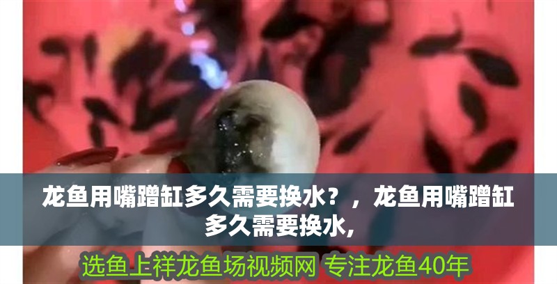 龍魚用嘴蹭缸多久需要換水？，龍魚用嘴蹭缸多久需要換水, 龍魚用嘴蹭缸多久需要換水？，龍魚用嘴蹭缸多久需要換水, 龍魚百科