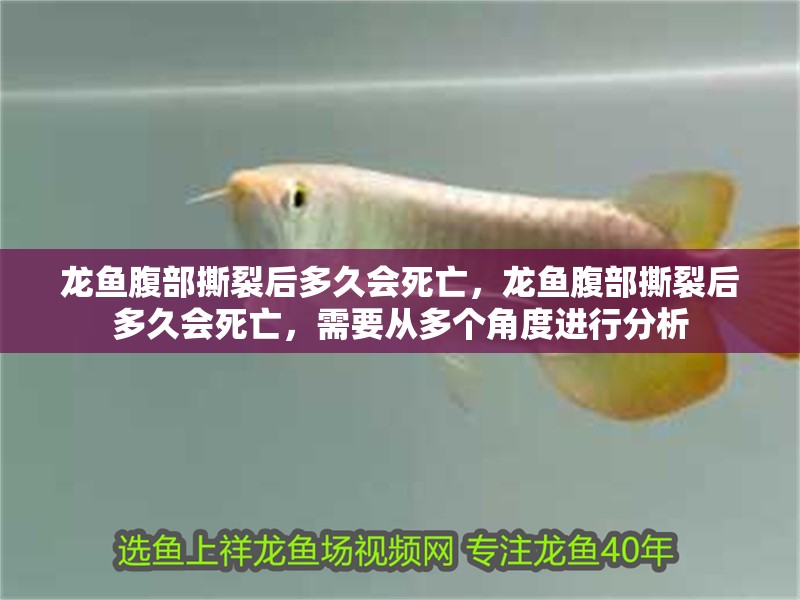 鸚鵡魚和銀龍魚混養怎樣喂食 龍魚腹部撕裂后多久會死亡,龍魚腹部撕裂后多久會死亡,需要從多個角度進行分析 龍魚百科 龍魚腹部撕裂后多久會死亡,龍魚腹部撕裂后多久會死亡,需要從多個角度進行分析 龍魚腹部撕裂后多久會死亡,龍魚腹部撕裂后多久會死亡,需要從多個角度進行分析 龍魚百科