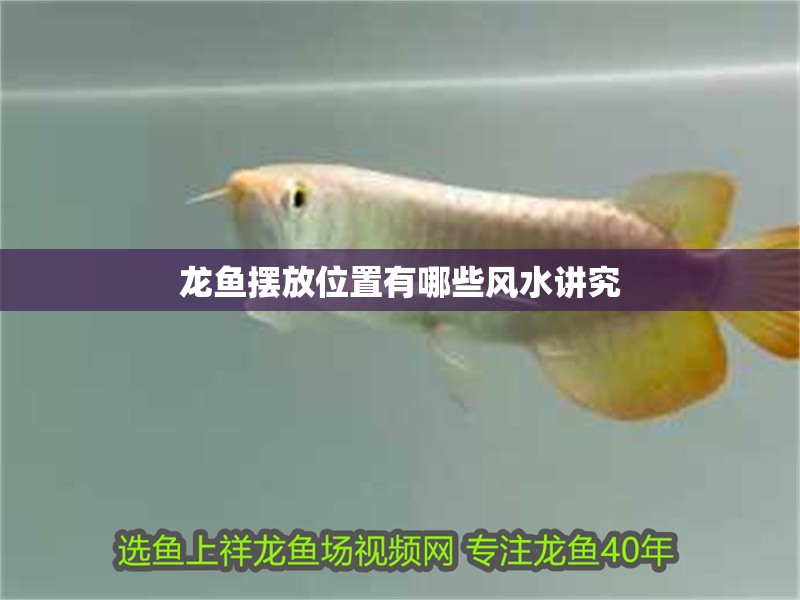 魚缸用增氧泵價格是多少:魚缸增氧機-xtrac增氧機-xtrac增氧機 龍魚擺放位置有哪些風水講究 龍魚百科 龍魚擺放位置有哪些風水講究 龍魚擺放位置有哪些風水講究 龍魚百科