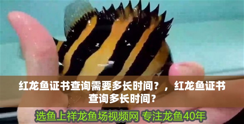 紅龍魚證書查詢需要多長時間？，紅龍魚證書查詢多長時間？ 紅龍魚證書查詢需要多長時間？，紅龍魚證書查詢多長時間？ 龍魚百科