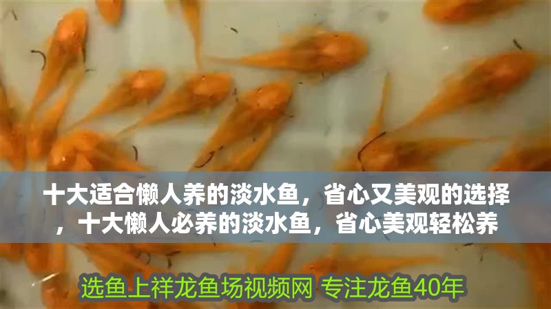 十大適合懶人養的淡水魚,省心又美觀的選擇,十大懶人必養的淡水魚,省心美觀輕松養 龍魚百科 第1張 十大適合懶人養的淡水魚,省心又美觀的選擇,十大懶人必養的淡水魚,省心美觀輕松養 十大適合懶人養的淡水魚,省心又美觀的選擇,十大懶人必養的淡水魚,省心美觀輕松養 龍魚百科 第1張