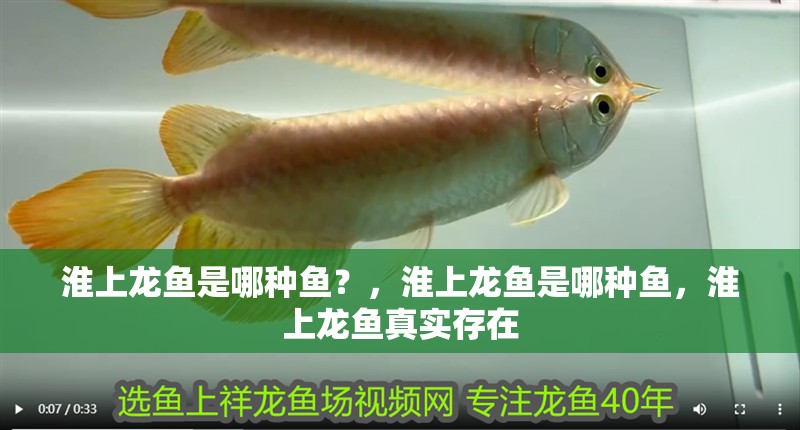 淮上龍魚是哪種魚？，淮上龍魚是哪種魚，淮上龍魚真實存在 淮上龍魚是哪種魚？，淮上龍魚是哪種魚，淮上龍魚真實存在 龍魚百科