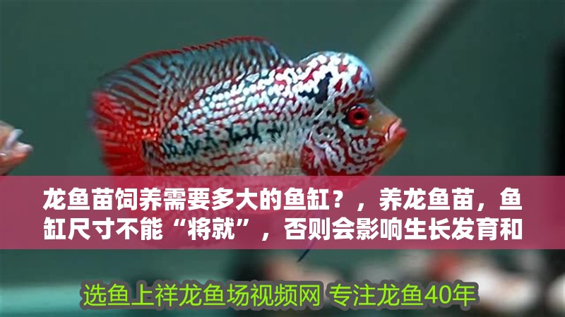 龍魚苗飼養需要多大的魚缸？，養龍魚苗，魚缸尺寸不能“將就”，否則會影響生長發育和健康狀態 龍魚苗飼養需要多大的魚缸？，養龍魚苗，魚缸尺寸不能“將就”，否則會影響生長發育和健康狀態 龍魚百科